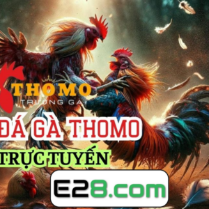 Trực Tiếp Đá Gà Thomo E28 : Nơi cảm xúc thăng hoa